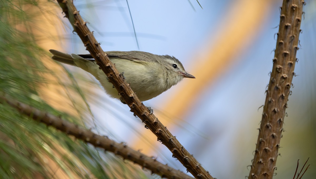 Warbling Vireo - ML634193194