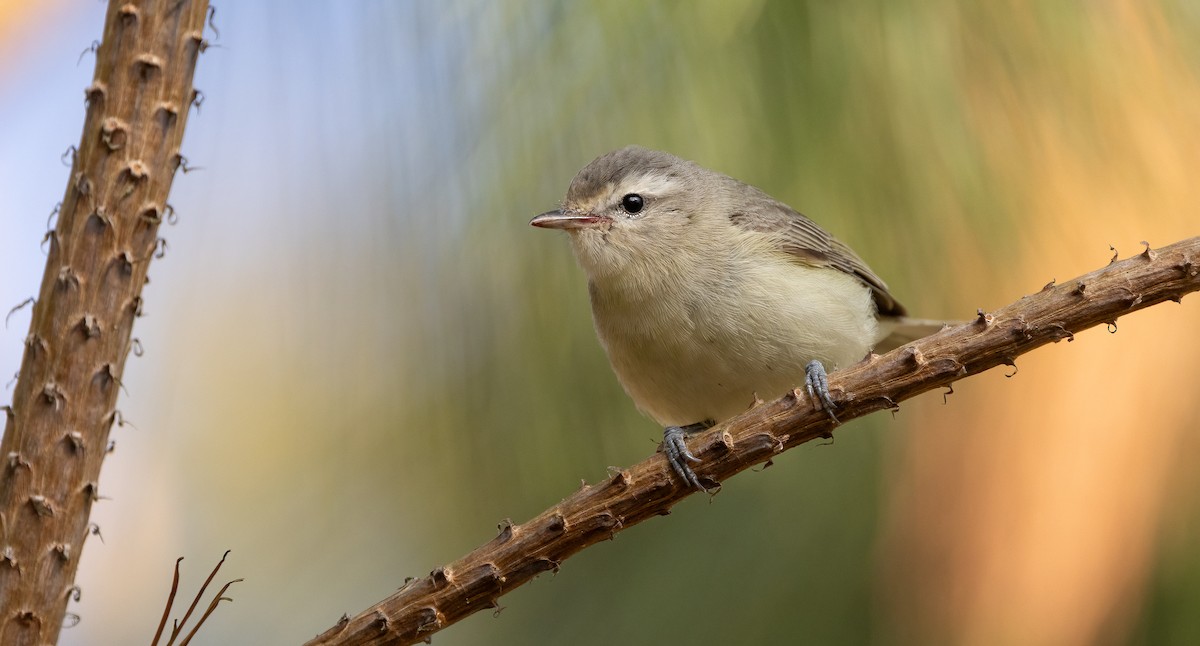 Warbling Vireo - ML634193195