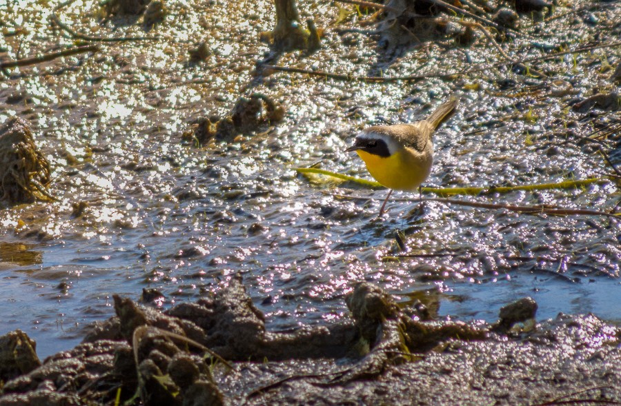 Common Yellowthroat - ML634193213