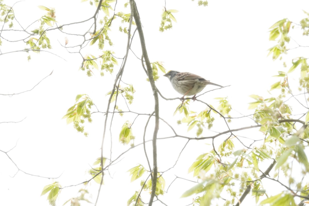 White-throated Sparrow - ML634193218