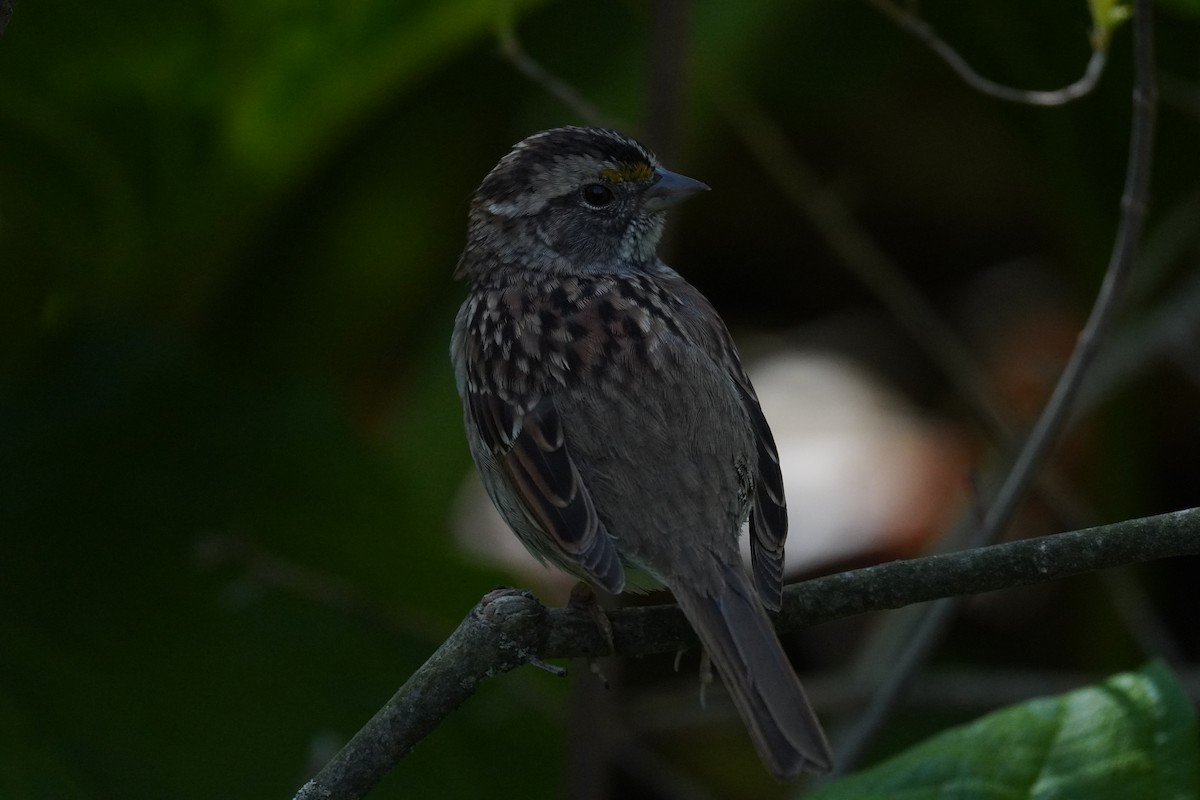 White-throated Sparrow - ML634193219