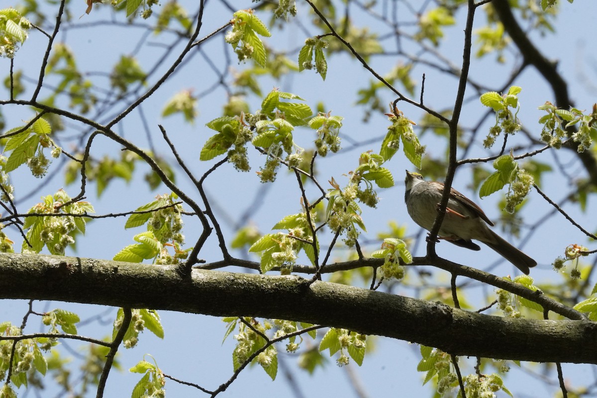 White-throated Sparrow - ML634193220