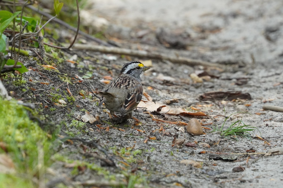 White-throated Sparrow - ML634193221