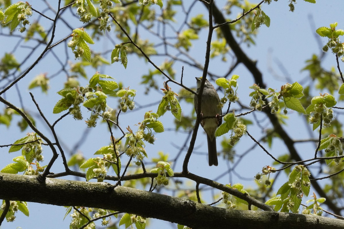 White-throated Sparrow - ML634193222