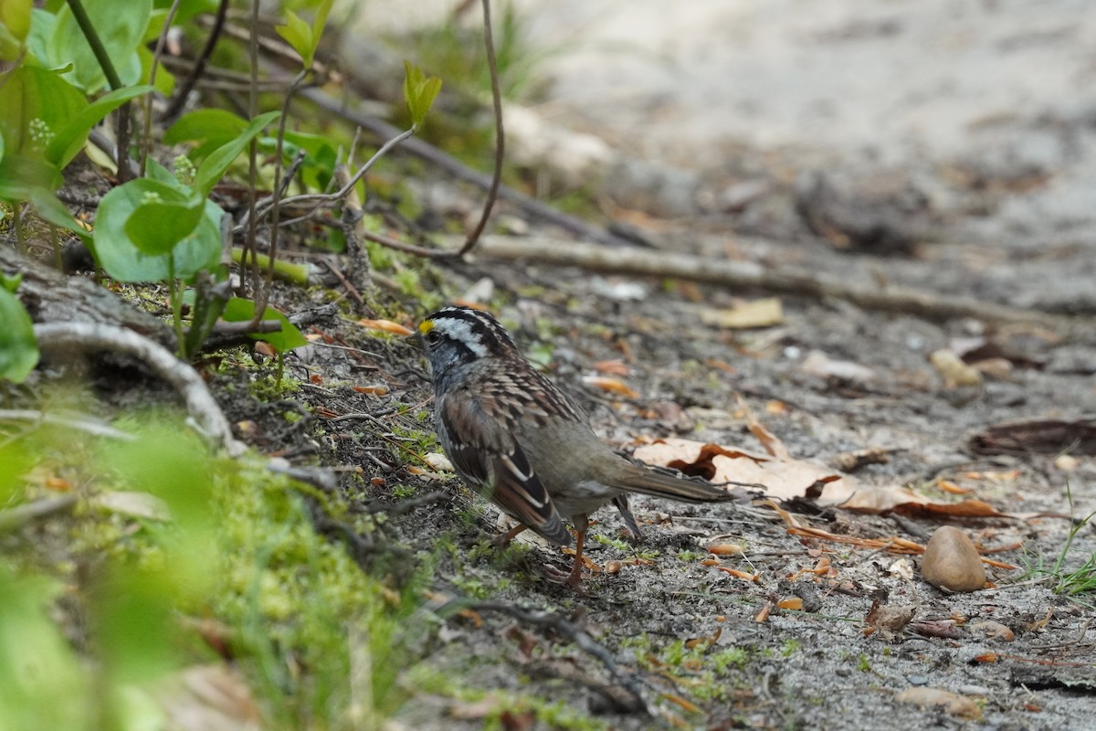 White-throated Sparrow - ML634193223