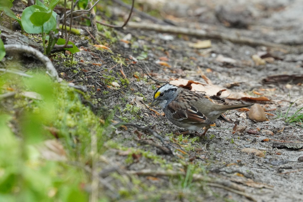 White-throated Sparrow - ML634193224