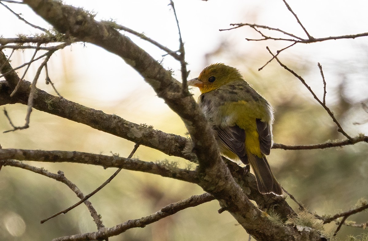 Western Tanager - ML634193230