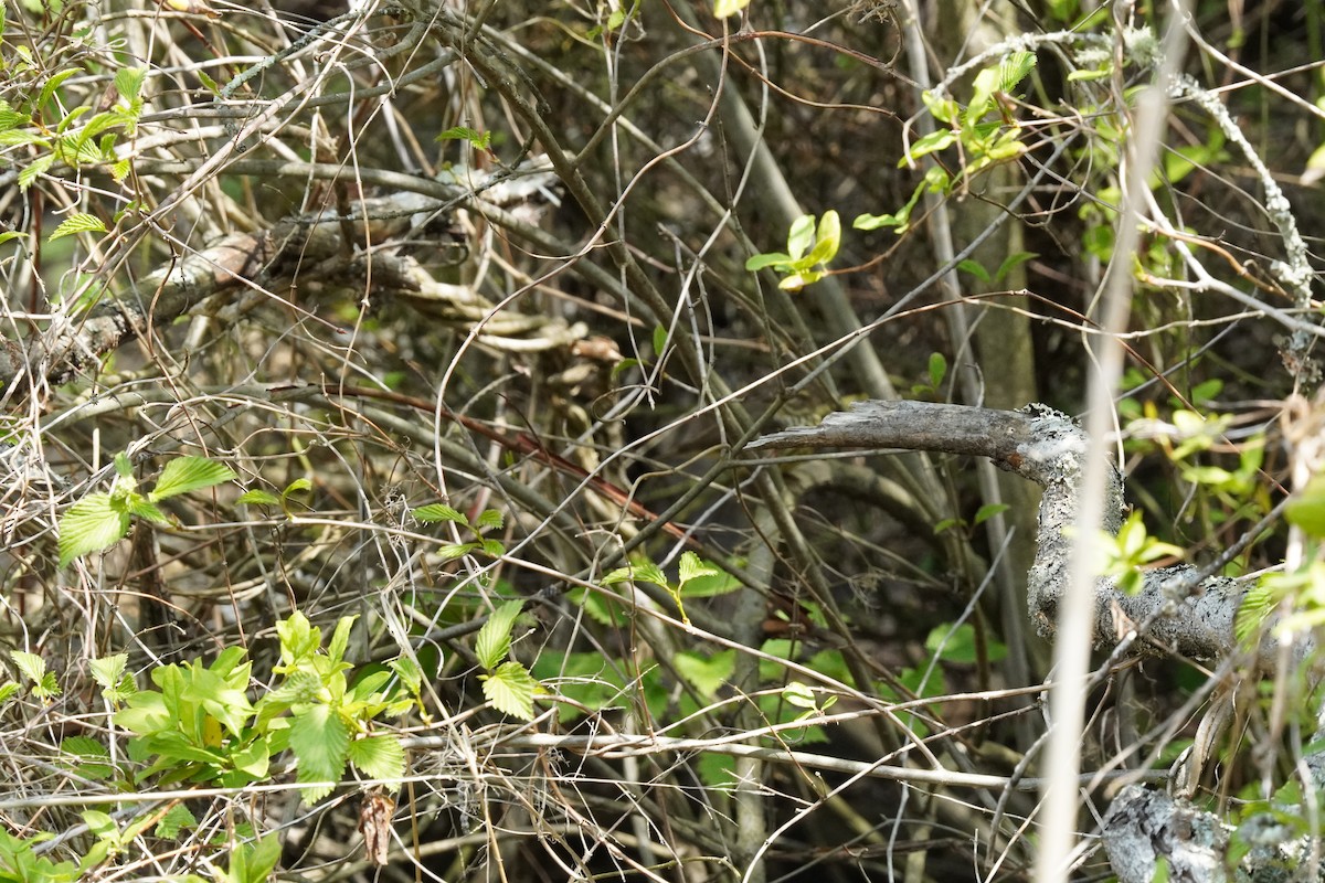 Northern Waterthrush - ML634193267