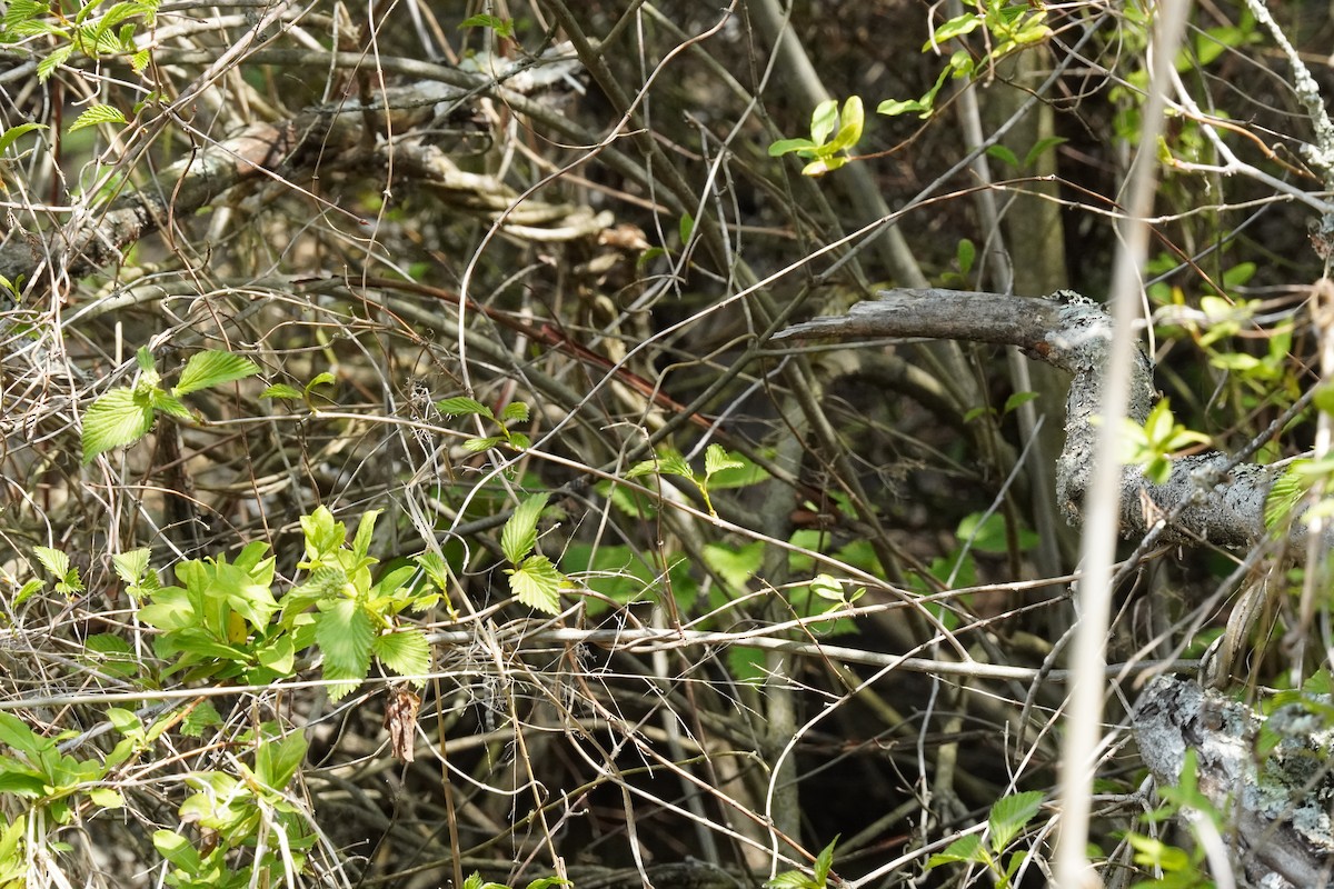 Northern Waterthrush - ML634193268