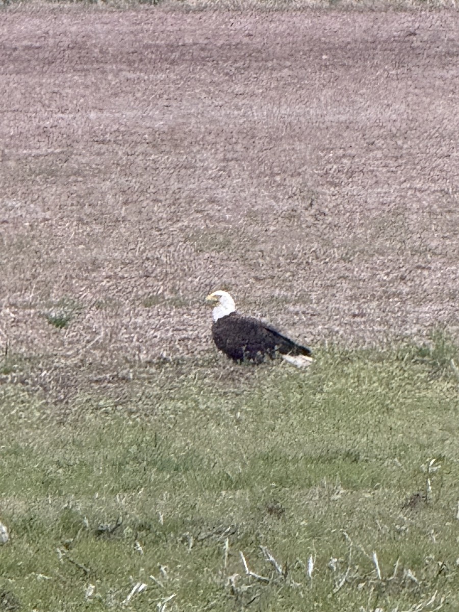 Bald Eagle - ML634193304