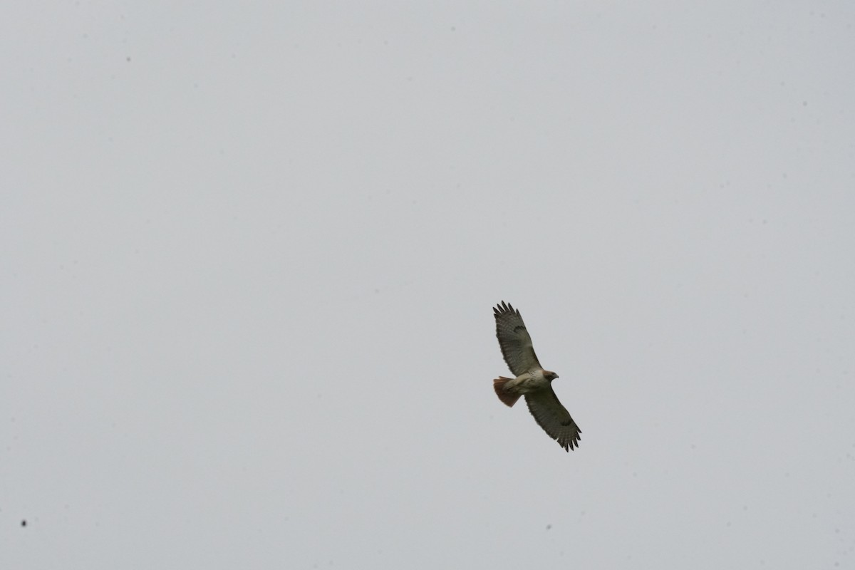 Red-tailed Hawk (borealis) - ML634193351