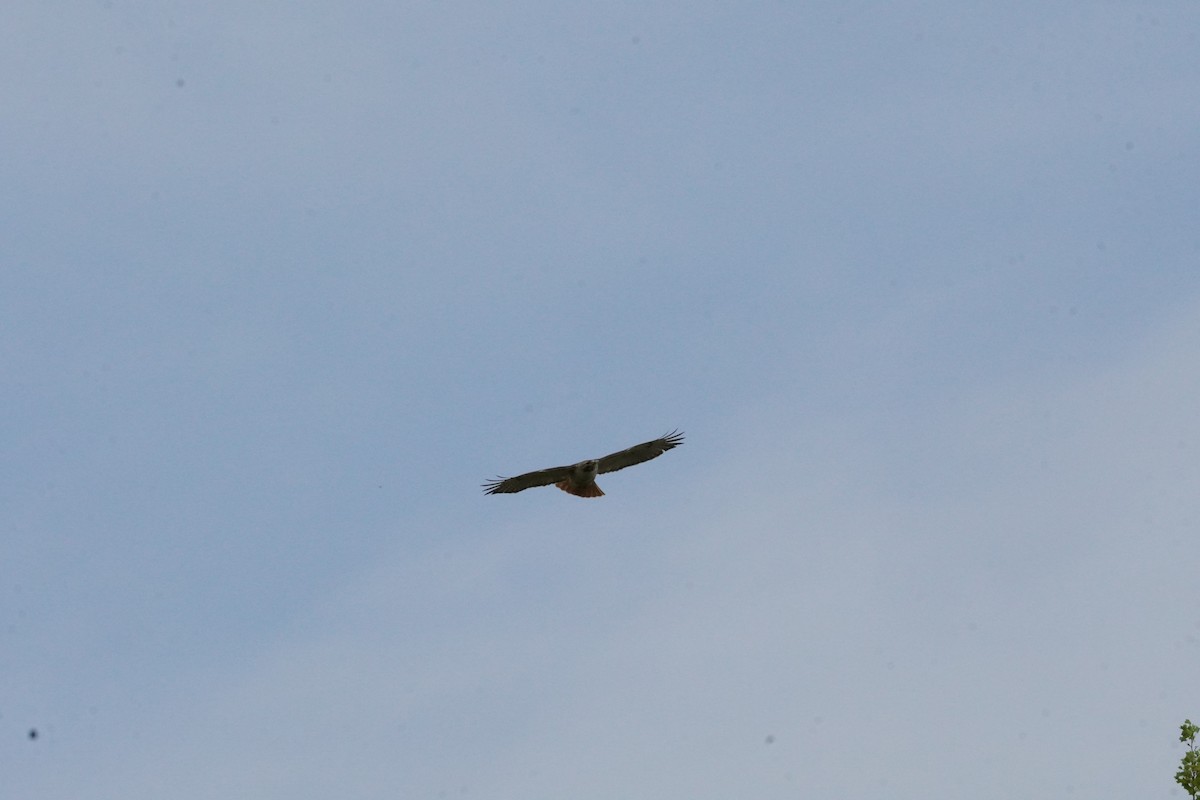 Red-tailed Hawk (borealis) - ML634193352