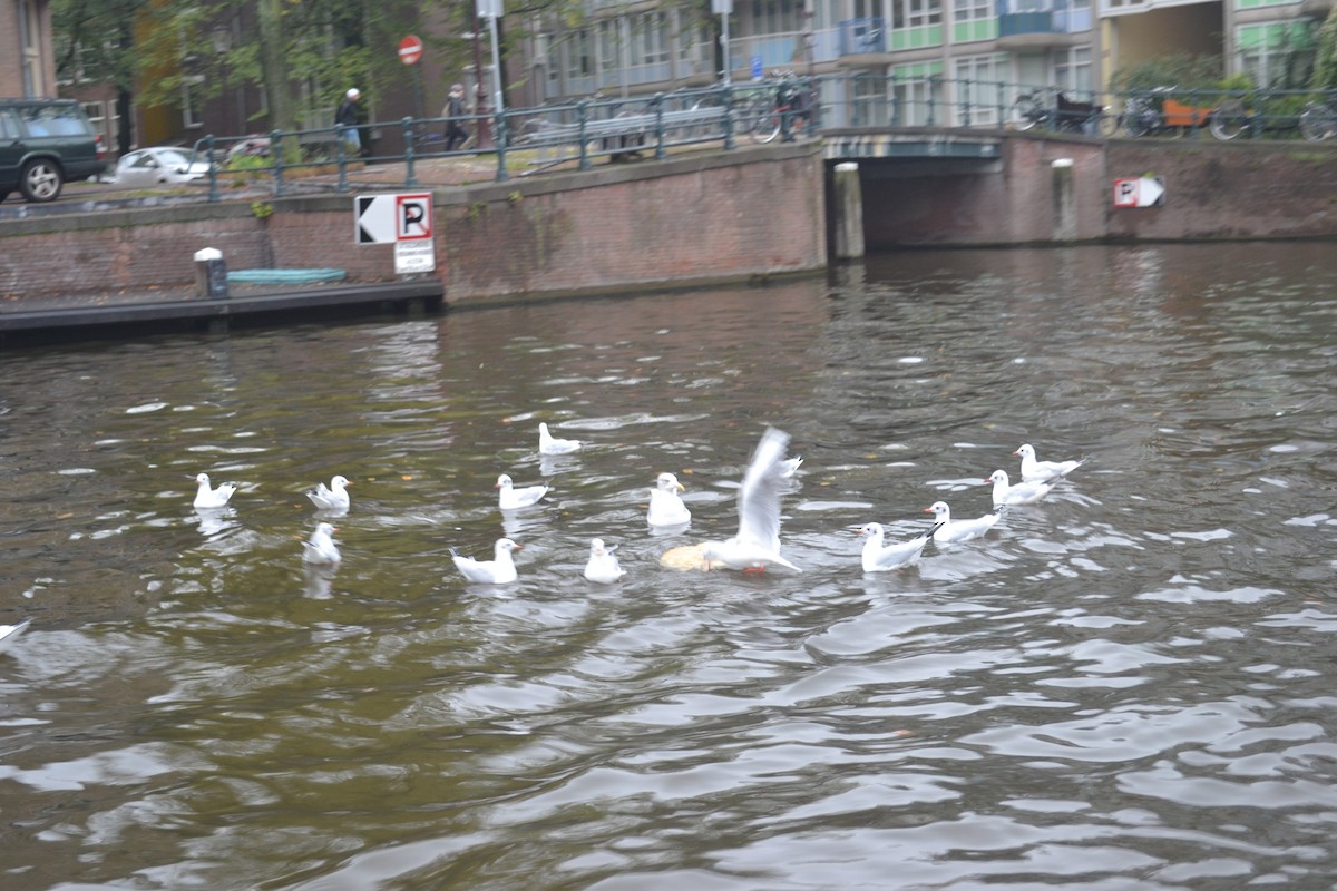 European Herring Gull - ML634193365