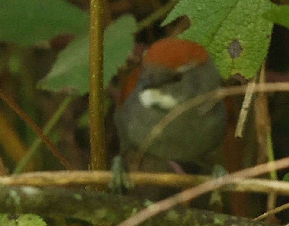 Mantaro Spinetail (undescribed form) - ML634193472