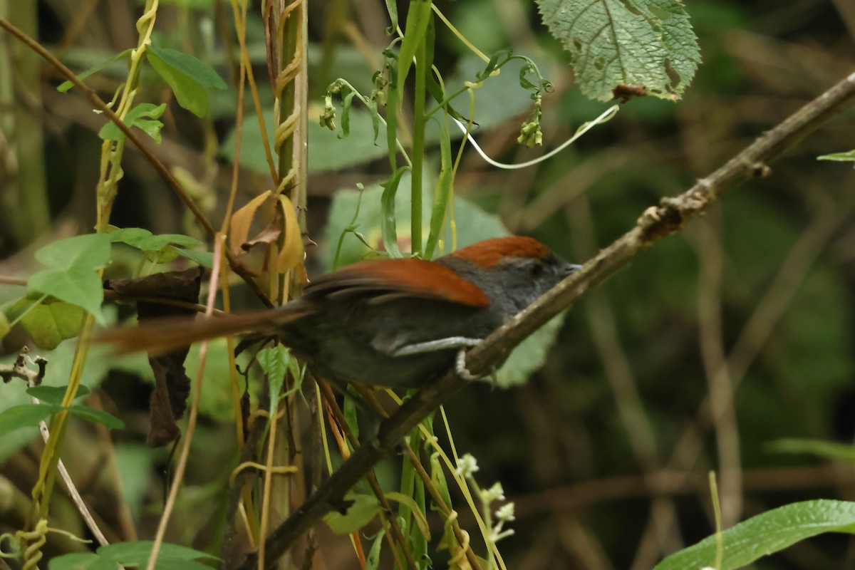 Mantaro Spinetail (undescribed form) - ML634193473