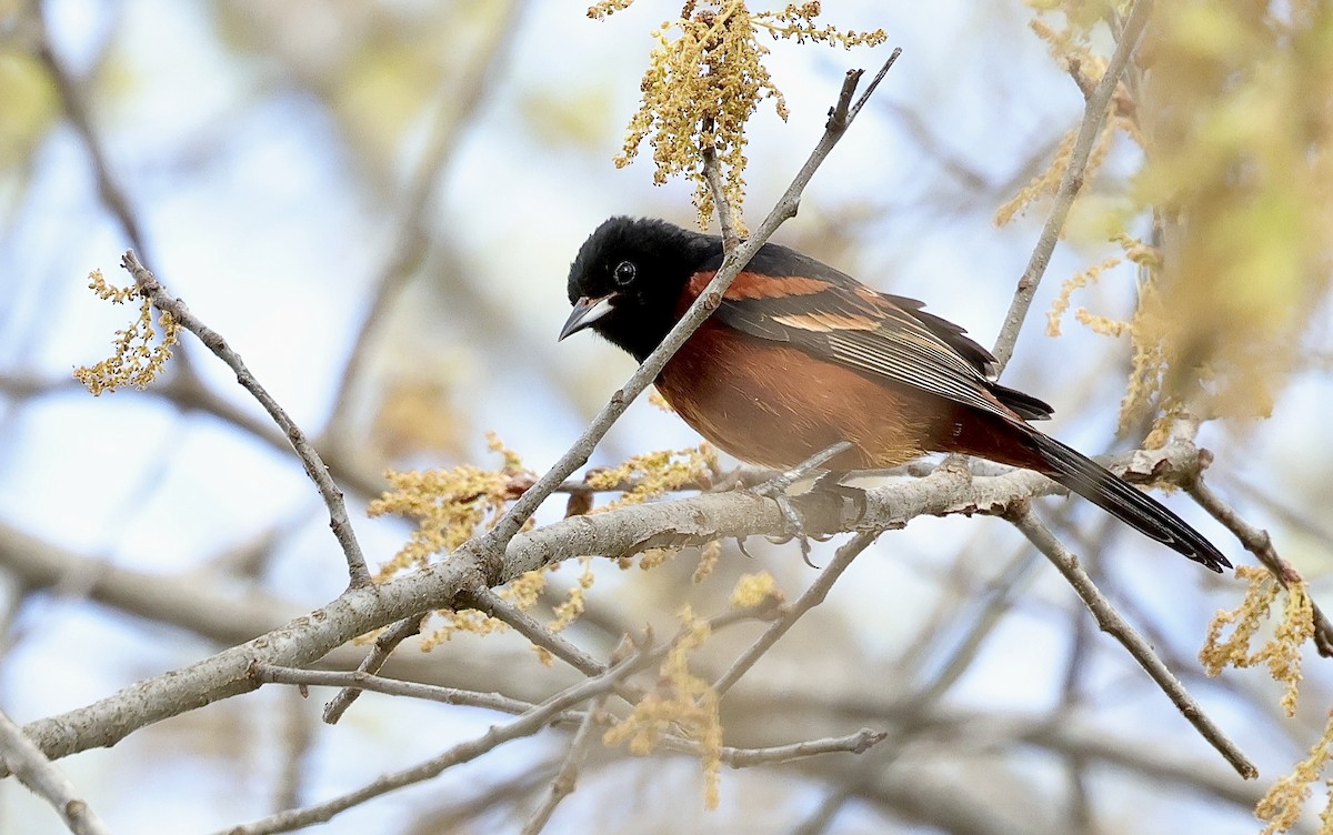 Orchard Oriole - ML634193835