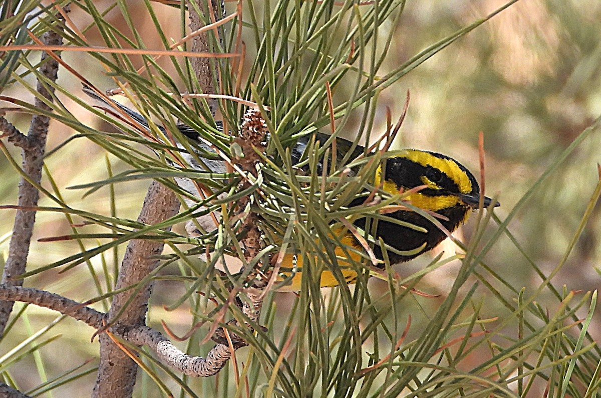 Townsend's Warbler - ML634193855