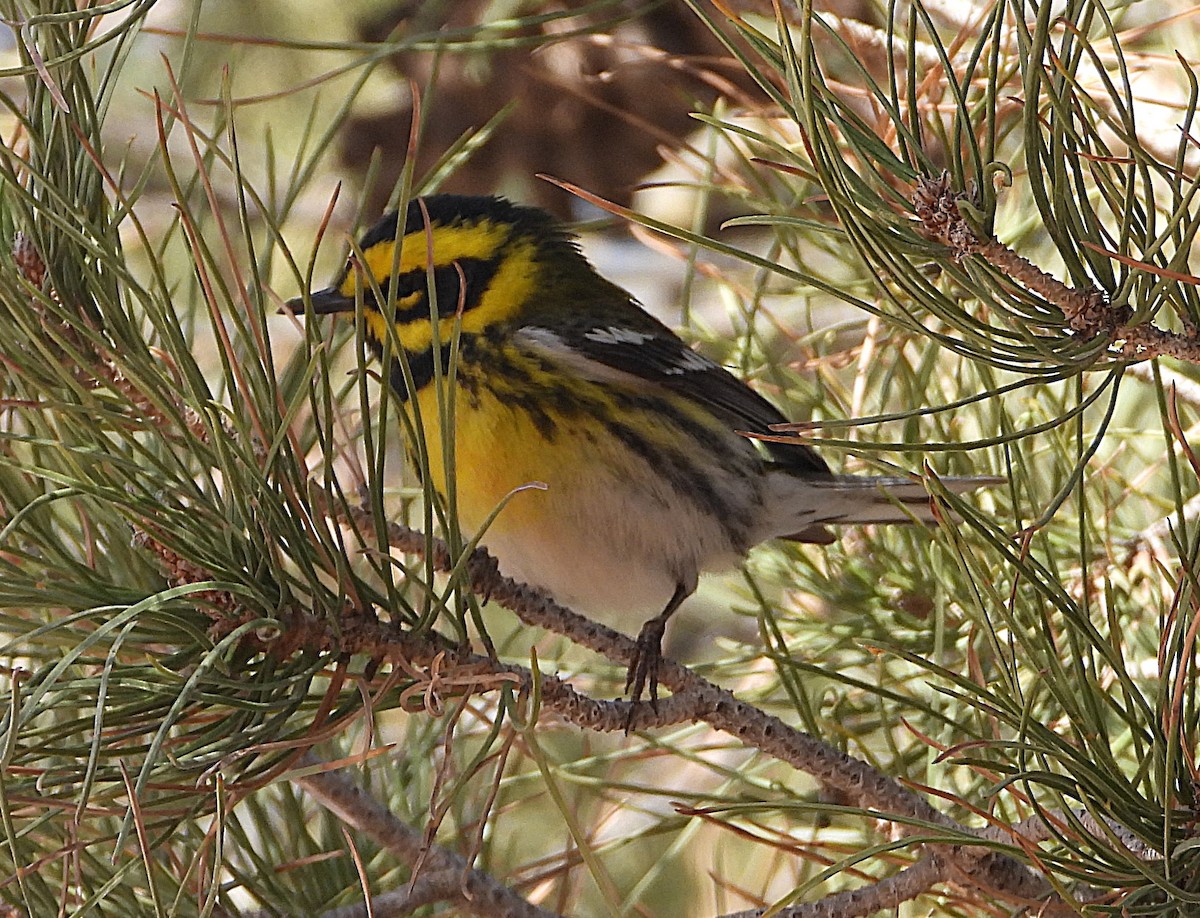Townsend's Warbler - ML634193868