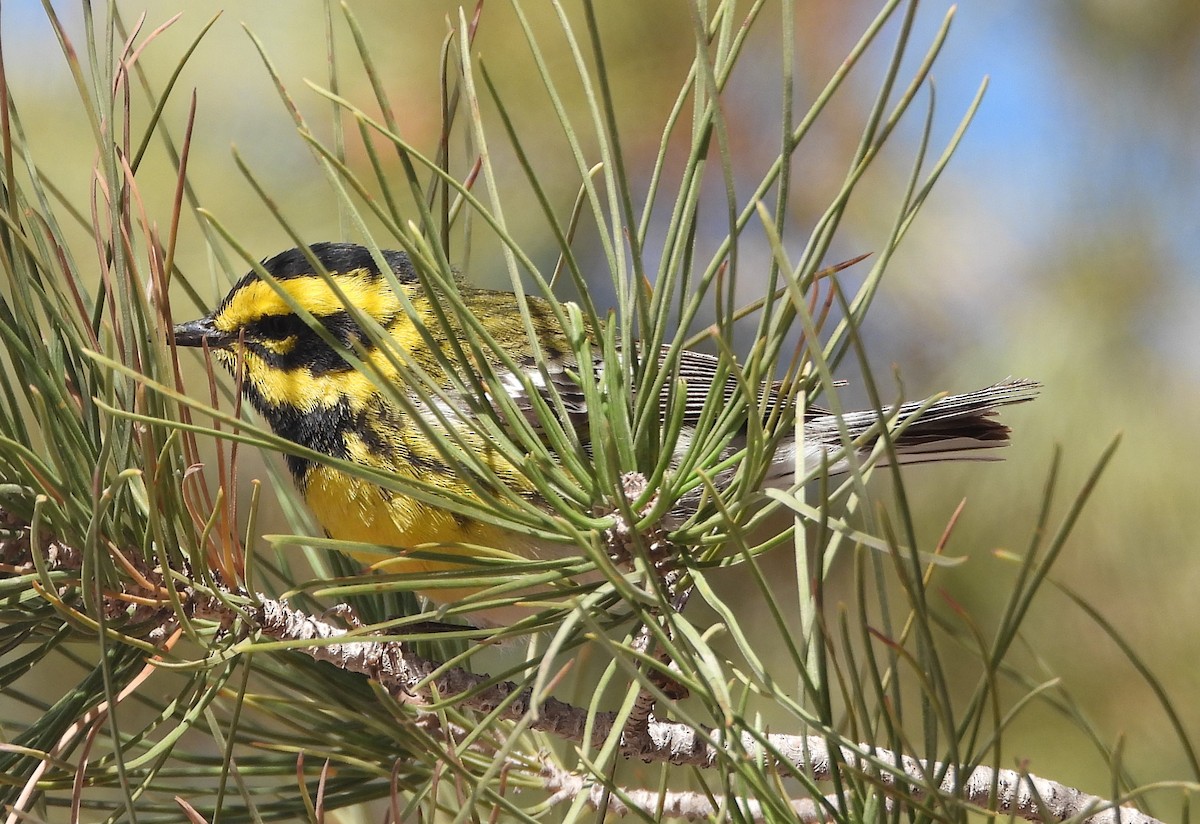 Townsend's Warbler - ML634193877