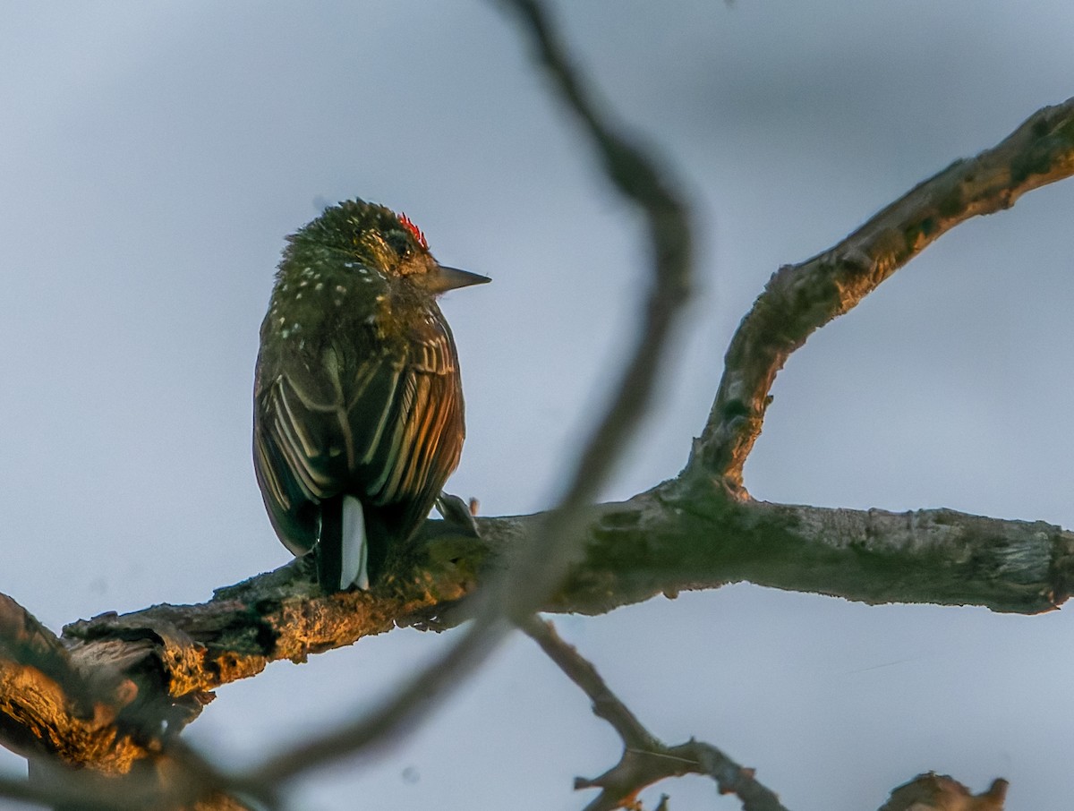 Spotted Piculet - ML634193885