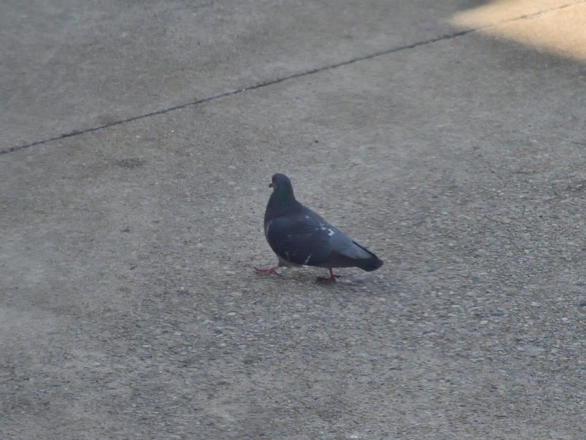 Rock Pigeon (Feral Pigeon) - ML634193948