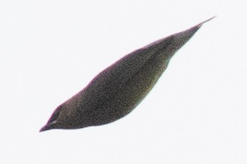 Ampelis Americano - ML634194147