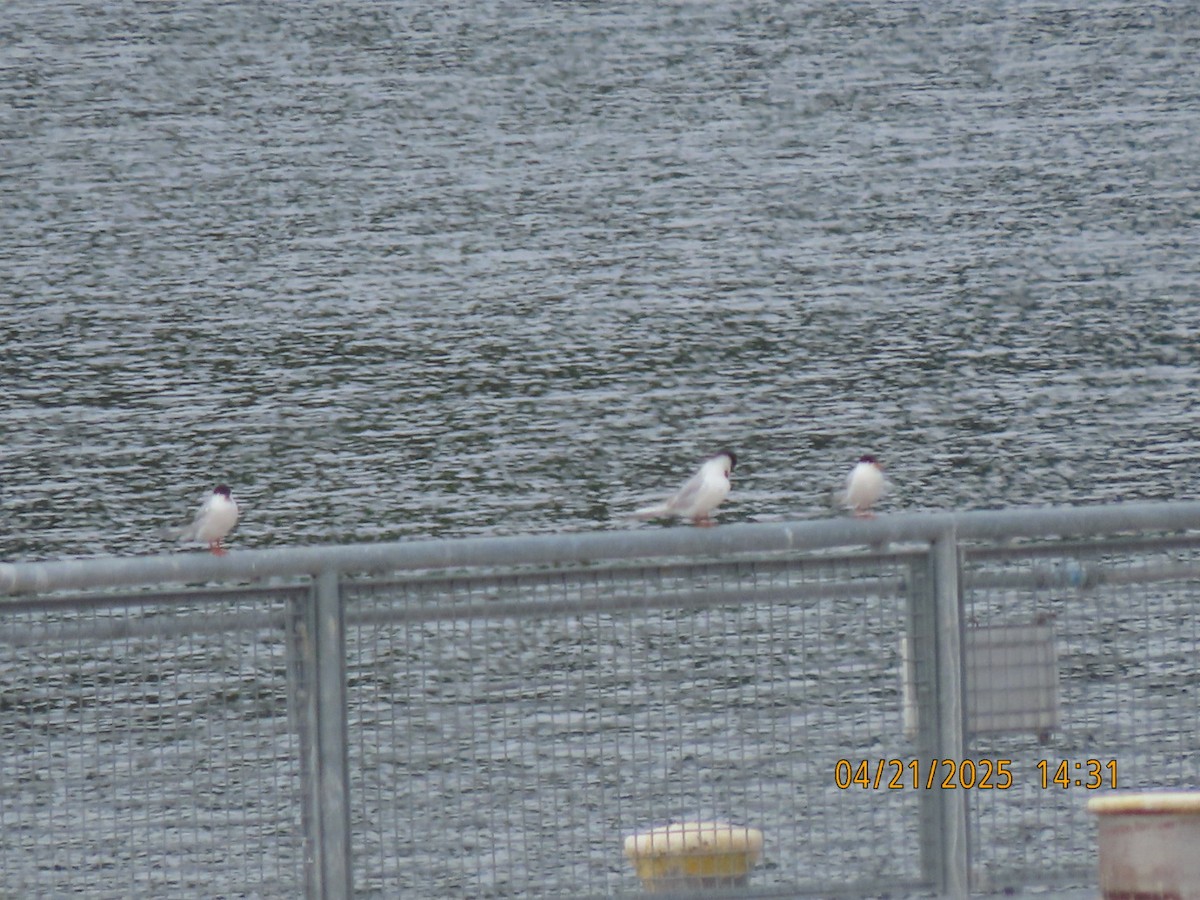 Forster's Tern - ML634194203