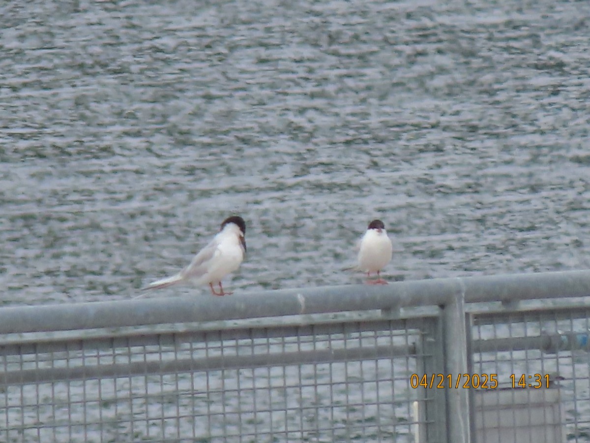 Forster's Tern - ML634194204
