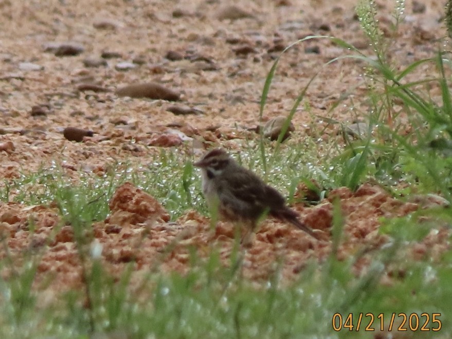Lark Sparrow - ML634194270