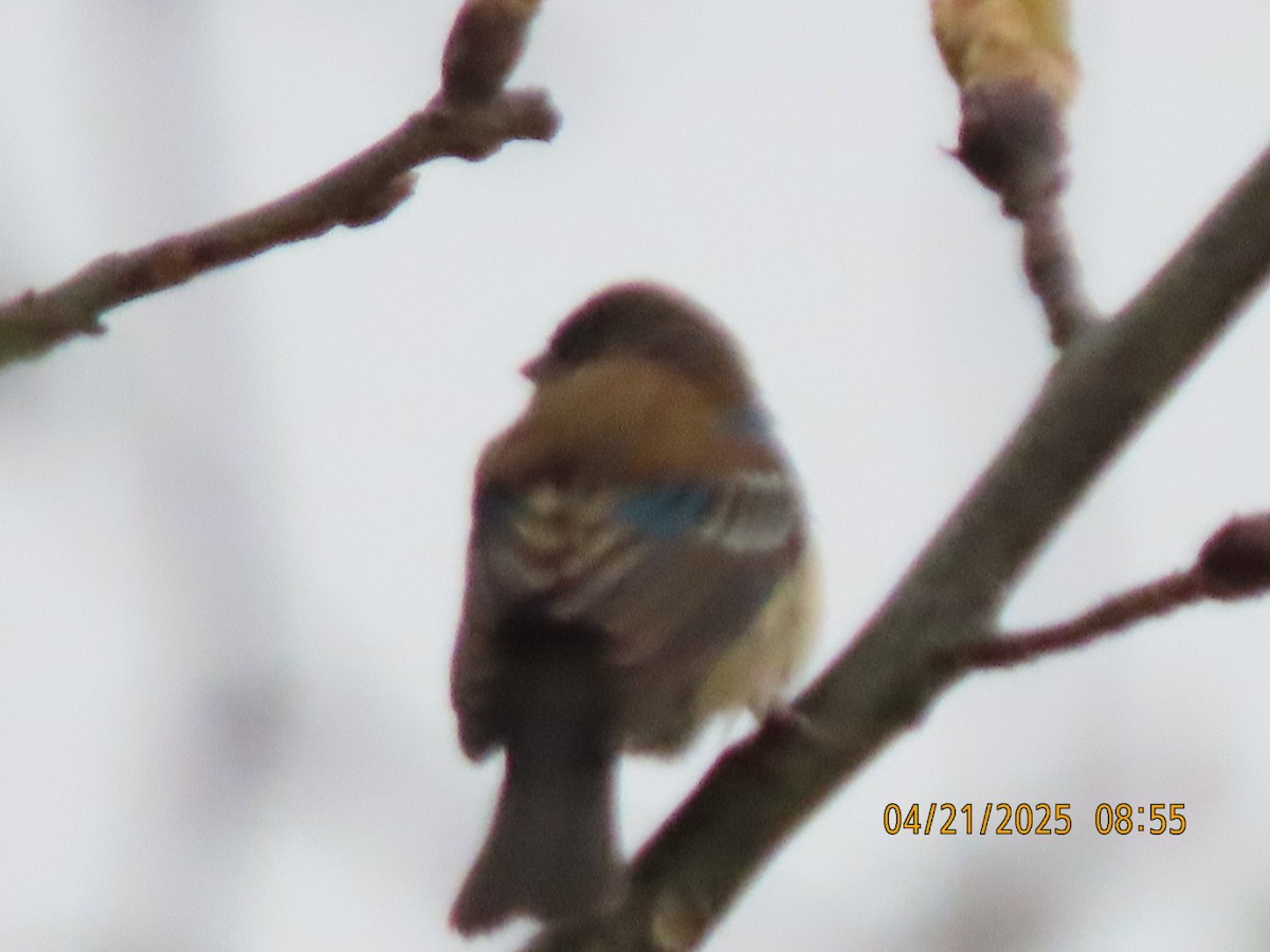 Indigo Bunting - ML634194284