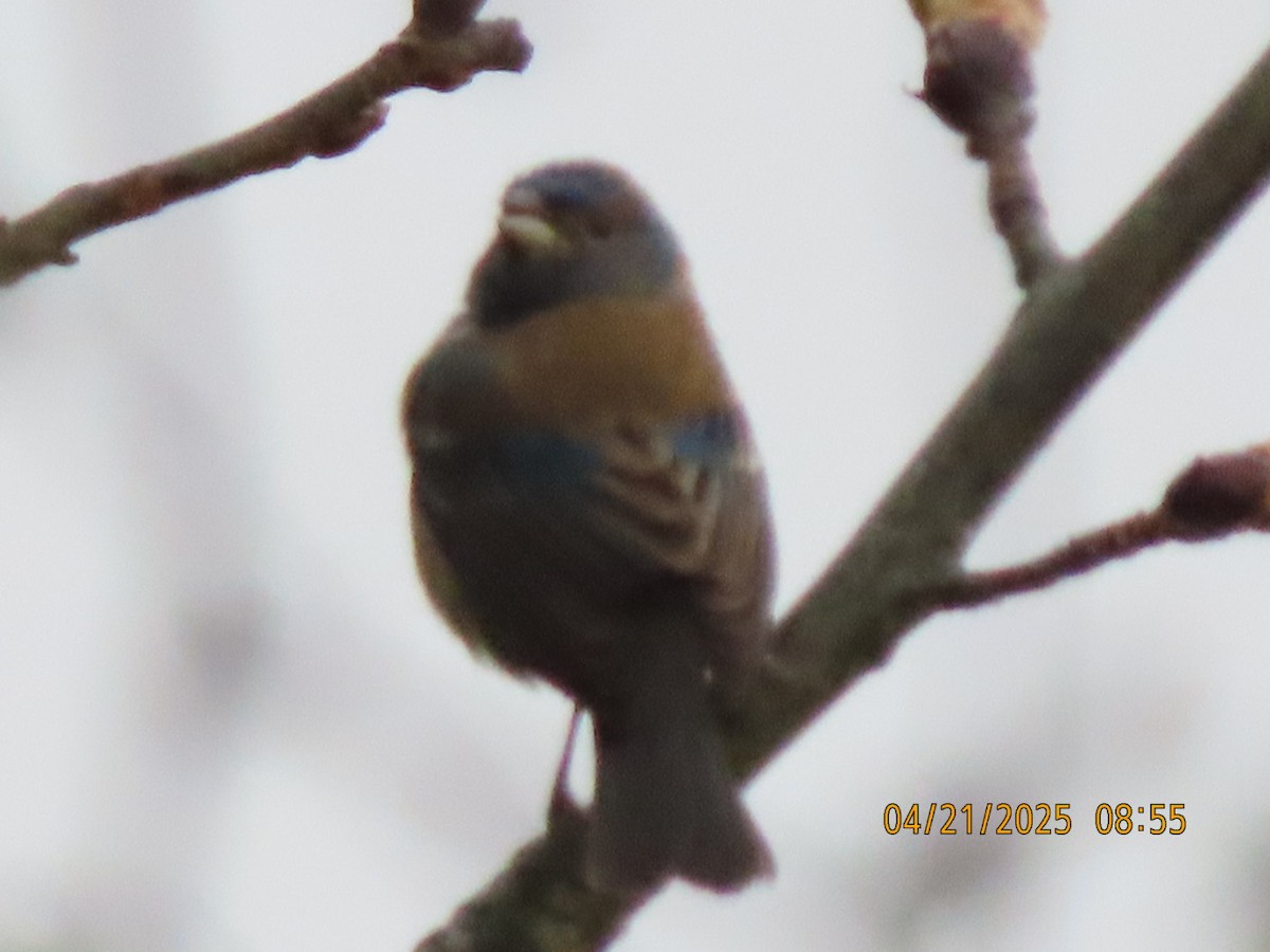 Indigo Bunting - ML634194285