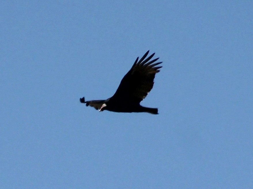 Turkey Vulture - ML634194354
