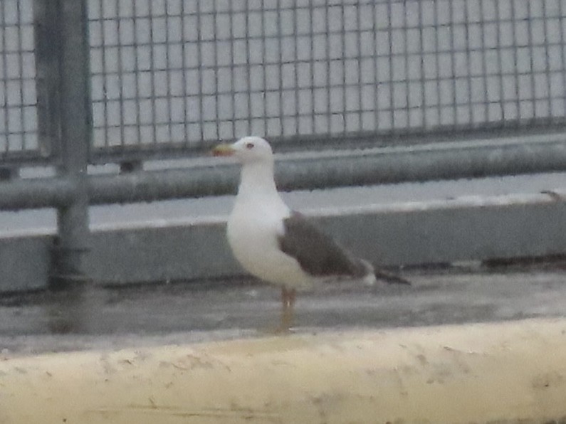 Lesser Black-backed Gull - ML634194384