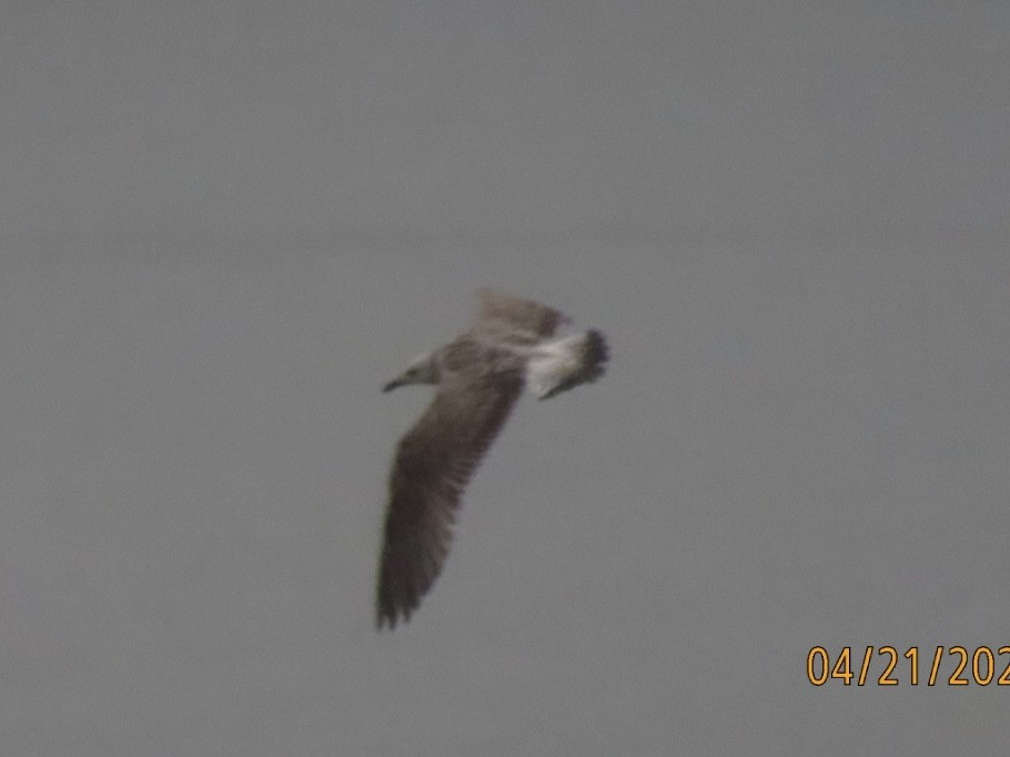 Lesser Black-backed Gull - ML634194385