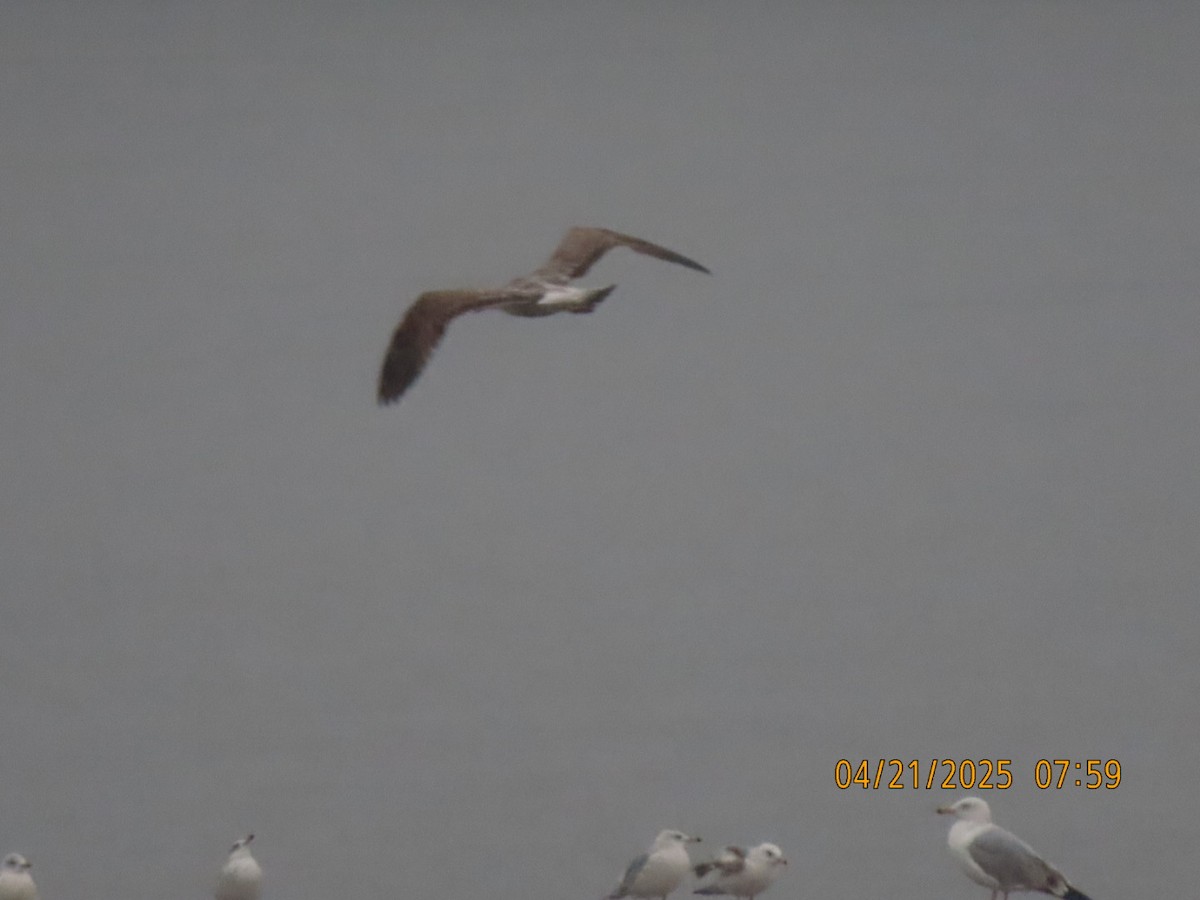 Lesser Black-backed Gull - ML634194386