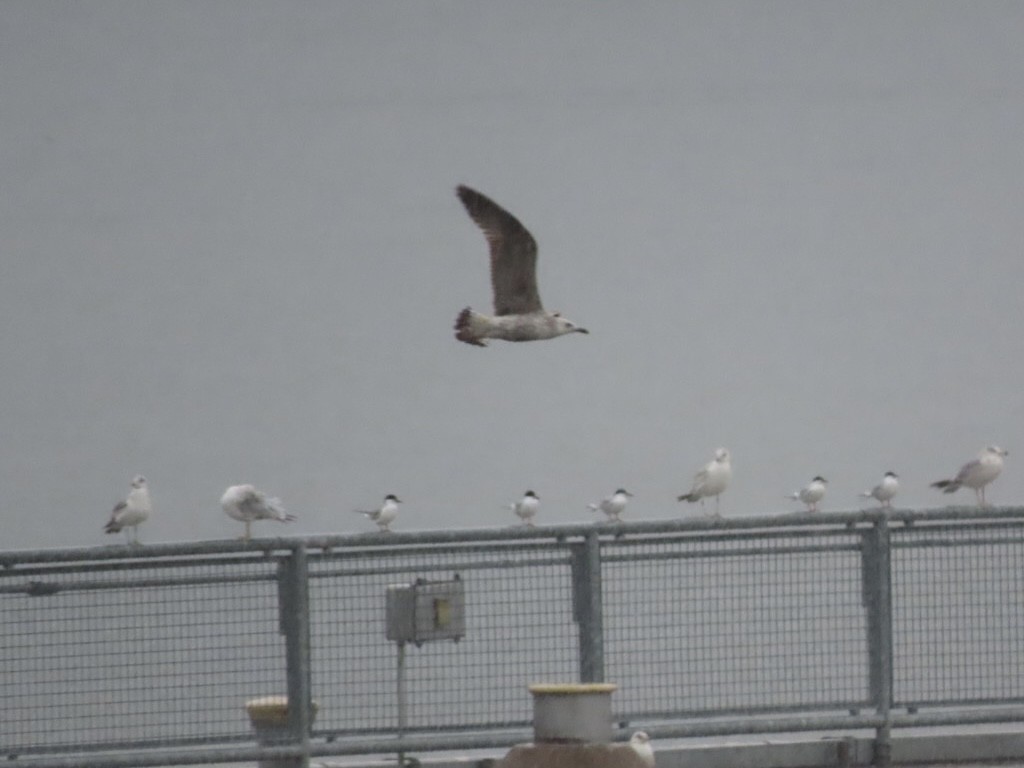 Lesser Black-backed Gull - ML634194387