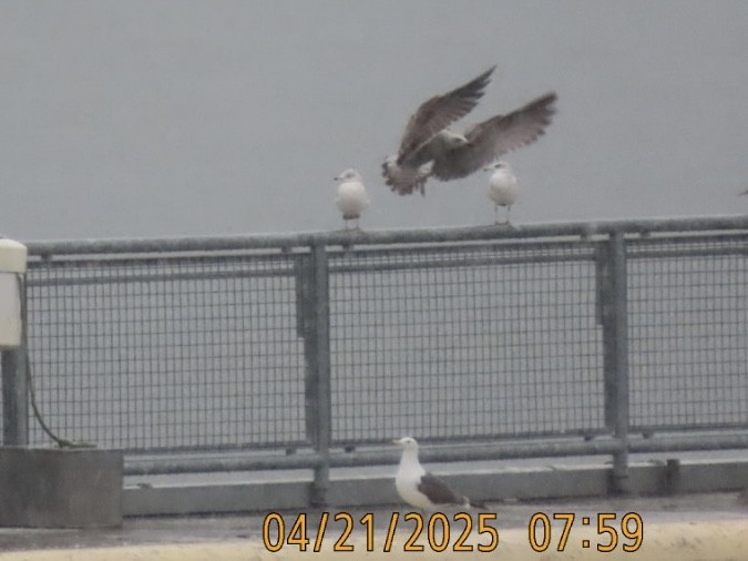 Lesser Black-backed Gull - ML634194388