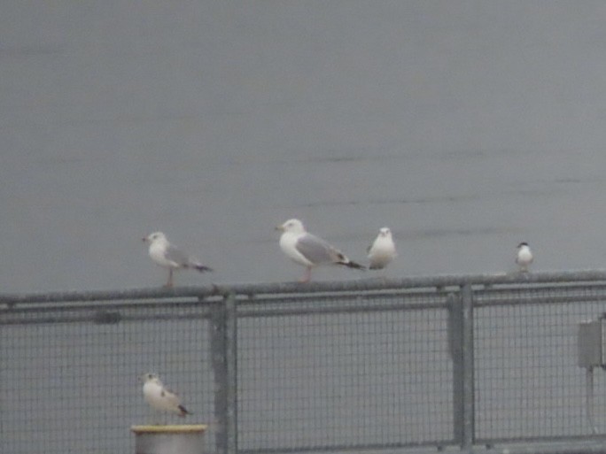 American Herring Gull - ML634194400