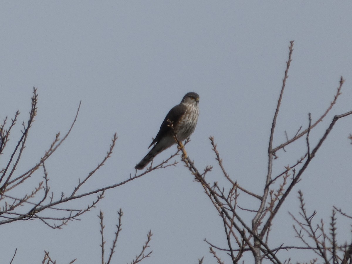 Sharp-shinned Hawk - ML634194413
