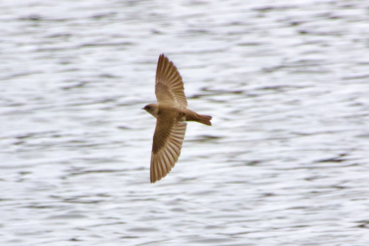 Northern Rough-winged Swallow - ML634194803