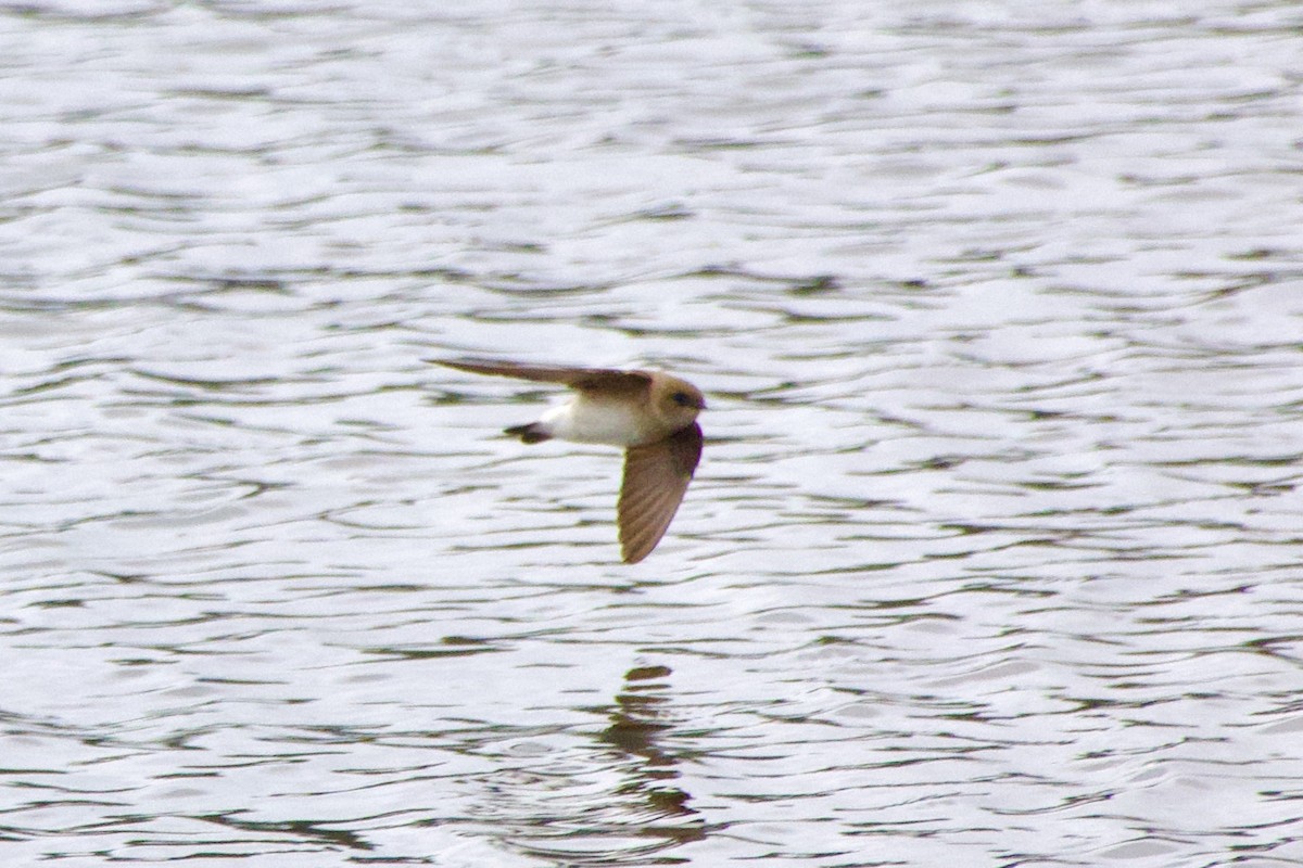 Northern Rough-winged Swallow - ML634194804