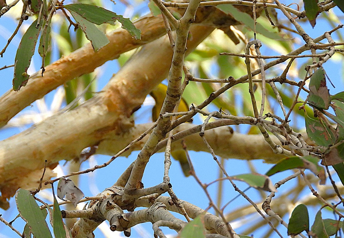 Sahul Sunbird - ML634194835