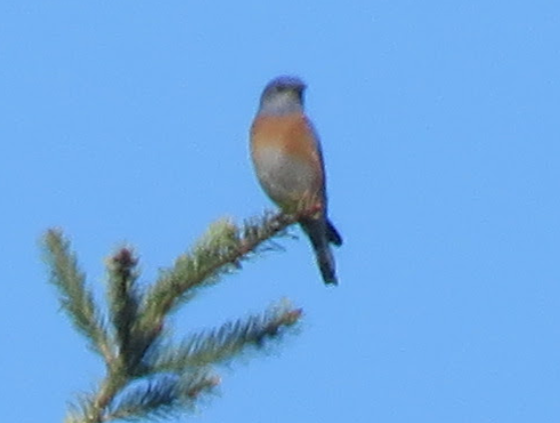 Western Bluebird - ML634194844