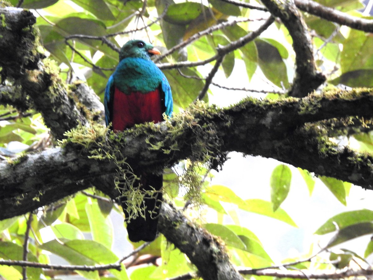 Golden-headed Quetzal - ML634194883