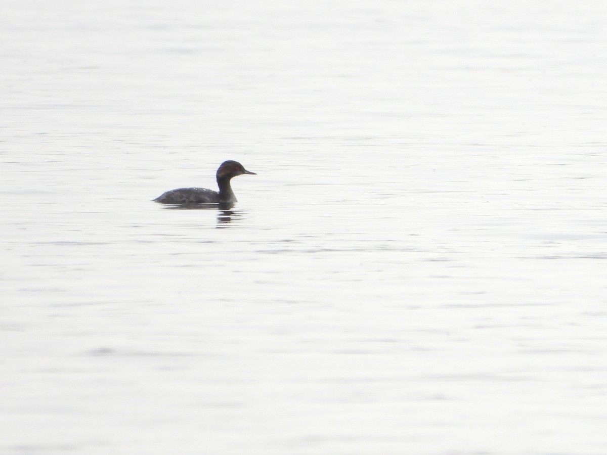 Eared Grebe - ML634194899