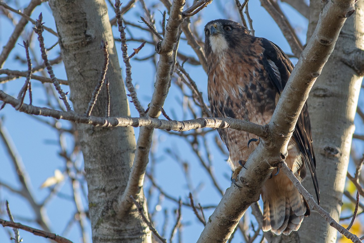 Rufous-tailed Hawk - ML634194919