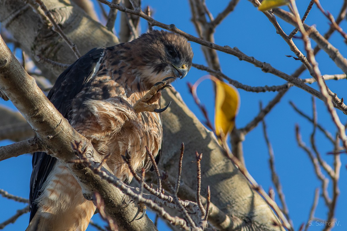 Rufous-tailed Hawk - ML634194920
