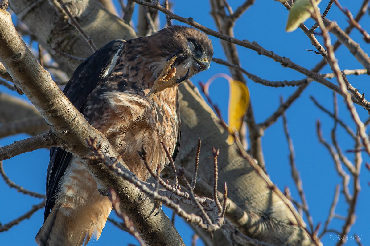 Rufous-tailed Hawk - ML634194922
