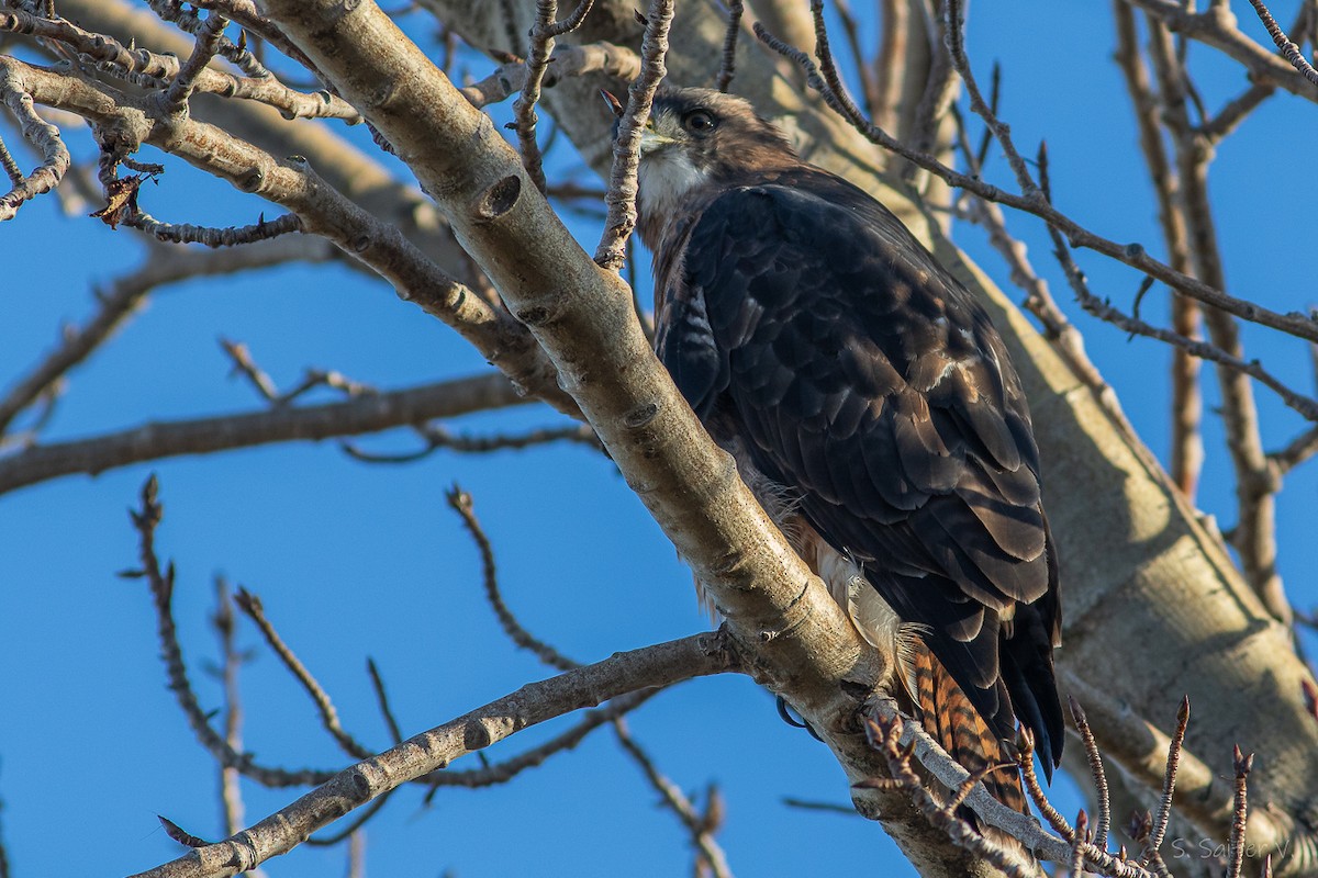 Rufous-tailed Hawk - ML634194923