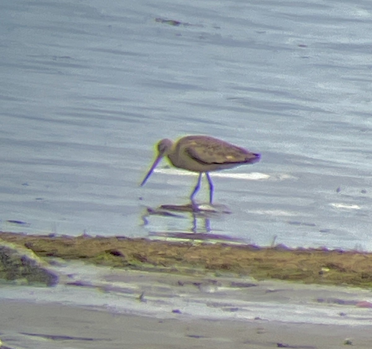 Marbled Godwit - ML634194981